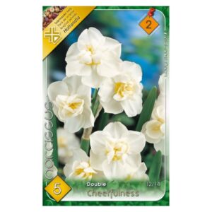 Telt, fehér csokros nárciszvirághagyma - 'Cheerfulness'