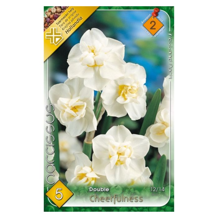Telt, fehér csokros nárciszvirághagyma - 'Cheerfulness'
