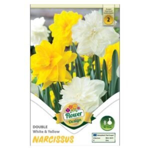 Telt, fehér és sárga nárciszvirághagyma - 'Duo Double White & Yellow'