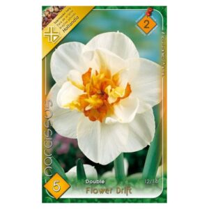 Telt, fehér-narancs nárciszvirághagyma - 'Flower Drift'