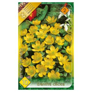 Téltemető virághagyma