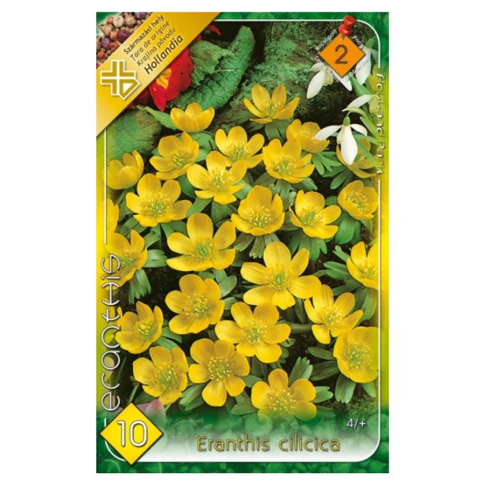 Téltemető virághagyma