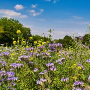 Talajjavító zöldtrágya vetőmagok