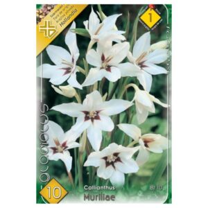 Abesszin kardvirág virághagyma - Gladiolus callianthus Murillae