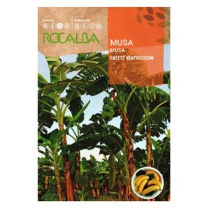 Banán vetőmag 2 szem - Rocalba