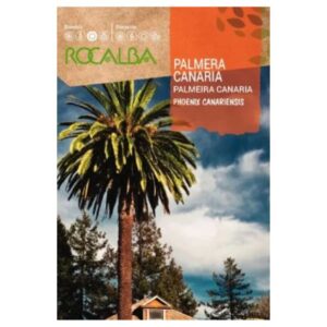 Canaria főnix pálma vetőmag 10 g - Rocalba