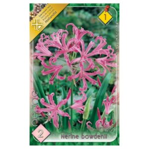 csillogo pirosliliom szinkeverek viraghagyma nerine bowdenii mix