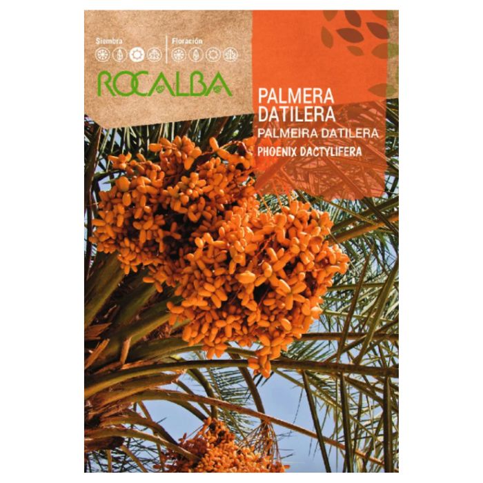 Datolyapálma vetőmag 6 g - Rocalba