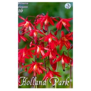 Fuksziavirágú díszhagyma virághagyma - Bessera elegans