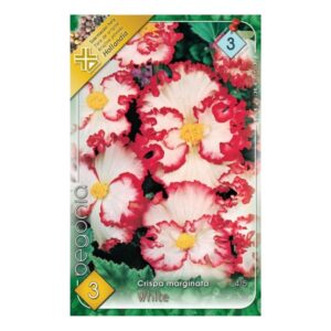 gumos begonia viraghagyma crispa yellow