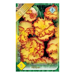 Gumós begónia virághagyma ' Crispa Yellow'