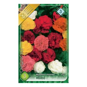 Gumós begónia virághagyma színkeverék - Multiflora Maxima Mixed