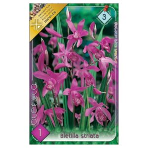 Japánorchidea virághagyma - Bletilla striata