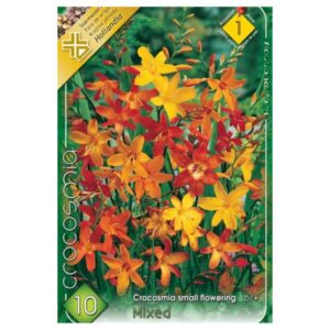 Kerti sáfrányfű virághagyma kisvirágú keverék - Crocosmia