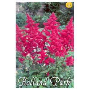 Kerti tollbuga virághagyma Piros -Astilbe x arendsii 'Red'