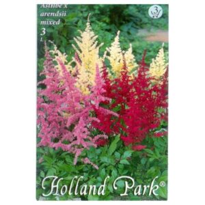 Kerti tollbuga virághagyma Színekeverék -Astilbe x arendsii 'Mixed'
