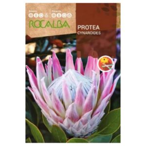 Királyprotea vetőmag 6 g - Rocalba
