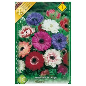 Koronás szellőrózsa teltvirágú színkeverék virághagyma - Anemone St. Brigid mixed