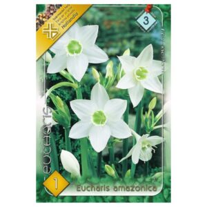 Nagyvirágú amazonliliom virághagyma - Eucharis amazonica