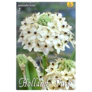 Óriás télálló madártej virághagyma - Ornithogalum saundersiae