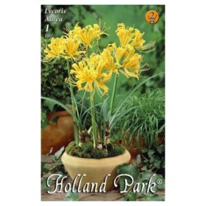 Pókliliom virághagyma - Lycoris aurea