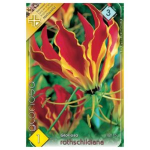 Pompás Koronásliliom virághagyma - Gloriosa superba 'Rothschildiana'