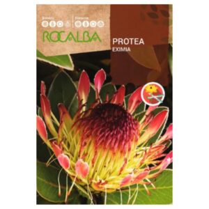 Protea Eximia, cukorcserje vetőmag 6 szem - Rocalba