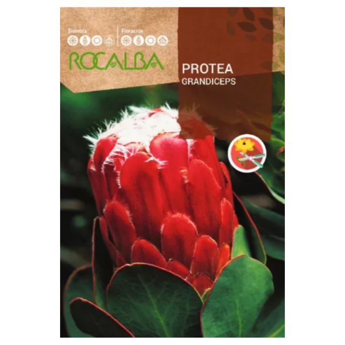protea grandiceps cukorcserje vetomag 6 szem rocalba