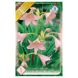Rózsás ernyőliliom virághagyma - Crinum powellii