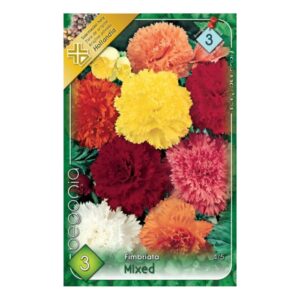 Szegfűvirágú gumós begónia virághagyma Mixed