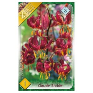 Turbánliliom virághagyma - Lilium martagon ‘Claude Shride’