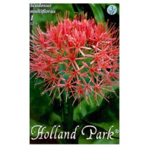 Vérvirág virághagyma - Scadoxus multiflorus