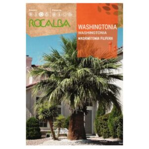 Washington pálma vetőmag 1g - Rocalba