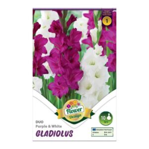 Nagyvirágú kardvirág virághagyma - DUO Purple & White