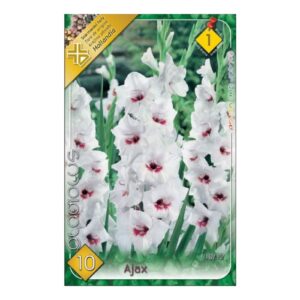 Nagyvirágú kardvirág virághagyma - Florentina (Ajax)