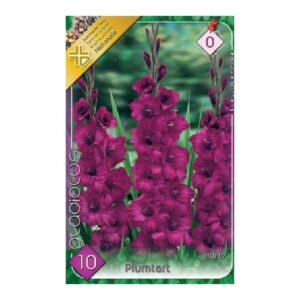 Nagyvirágú kardvirág virághagyma - Plumtart