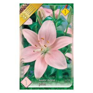 Ázsiai hibrid liliom virághagyma - Asiatic Pink