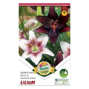 Ázsiai hibrid liliom duo fekete-fehér virághagyma - Asiatic Duo Black & Spotted White