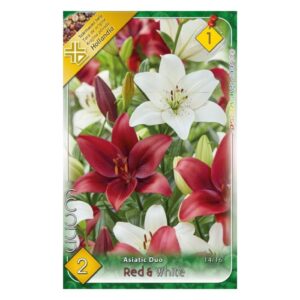 Ázsiai hibrid liliom duo fehér-piros virághagyma - Asiatic Duo Red & White