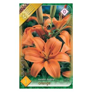 Ázsiai hibrid liliom Narancssárga virághagyma - Asiatic Orange