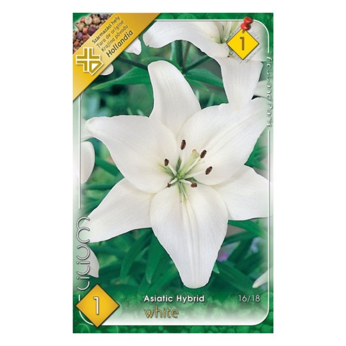Ázsiai hibrid liliom virághagyma - Asiatic White