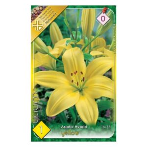 Ázsiai hibrid liliom Sárga virághagyma - Asiatic Yellow