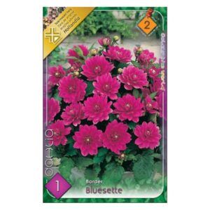 Border dália virághagyma - Rembrandt