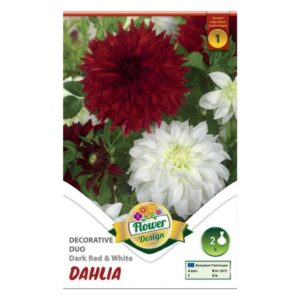 Dekoratív Duo dália virághagyma - Decorativ Duo dahlia Dark red & White