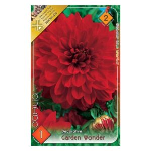 Dekoratív dália virághagyma - Garden Wonder