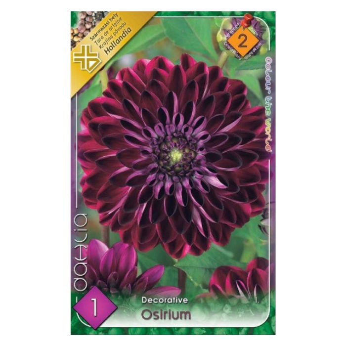 Dekoratív dália virághagyma - Osirium