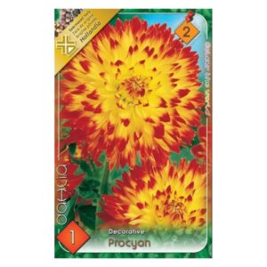 Dekoratív dália virághagyma - Procyon