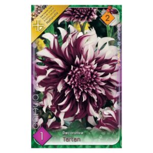 Dekoratív dália virághagyma - Tartan