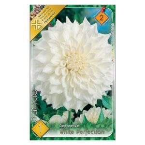 Dekoratív dália virághagyma - White Perfection
