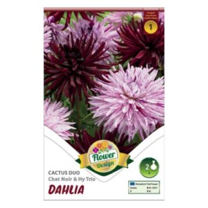 Duo Kaktusz dália virághagyma - Cactus Duo Chat Noir & Hy trio